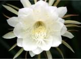 epiphyllum